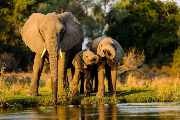 Was sind die Big Five for Life? – Das Konzept der Big Five for Life einfach erklärt